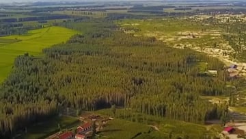 Nació como una solución a la desertificación de China y ahora se ha convertido en un gran problema