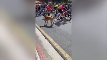 Pudo acabar en desgracia: un perro irrumpe al paso de La Vuelta y siembra el caos entre los ciclistas