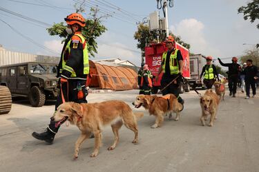 Perros K-9 caminan en el lugar donde se derrumbó un edificio tras un fuerte terremoto en Bangkok, Tailandia.