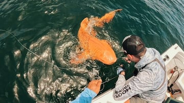 In Costa Rica a rare orange nurse shark has stunned experts who believe it is the first of its kind to be officially identified.