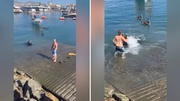 Se encuentra a un león marino de 300 kilos en la playa y lo que hace no cabe en ninguna cabeza racional