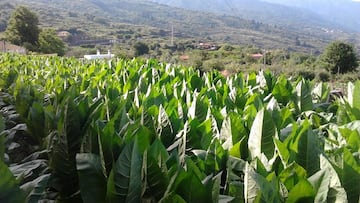Ni plátano ni tomate canario: este es el producto que más exporta Canarias y Sanidad inicia una cruzada contra su mercado