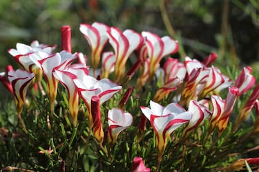 
Se distingue por sus pétalos blancos con bordes rojos en espiral.
Es nativa de Sudáfrica y florece en otoño e invierno.
Cierra sus flores por la noche o en días nublados, como respuesta al entorno.