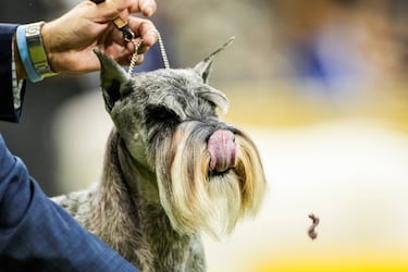 Un Schnauzer estándar compite durante el Campeonato Masters Agility de la 149ª Exposición Canina Anual del Westminster Kennel Club en el Centro de Convenciones Jacob Javits en la ciudad de Nueva York.