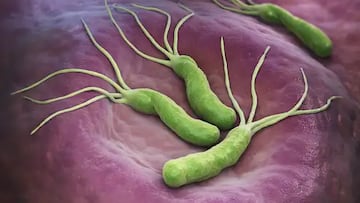 La OMS alerta de una bacteria que afecta a la mitad de los españoles: puede provocar cáncer de estómago
