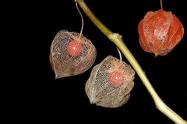 Produce un fruto encerrado en un cáliz anaranjado que parece una linterna de papel.
Se encuentra en Asia y Europa, y su fruto es comestible en su madurez.
Además de ornamental, se ha usado con fines medicinales.