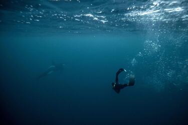 El cinco veces campeón mundial de apnea, el francés Arthur Guerin-Boeri, nada junto a una orca en el Océano Glaciar Ártico.