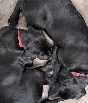 Dos cachorros de labrador emocionan al mundo entero tras conocer su mayor secreto: separadas al nacer