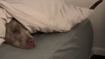 El adorable perro que demuestra habilidades cuestionables para esconderse aunque ha conquistado internet al completo