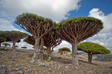 Separada del continente africano hace millones de años, desarrolló una biodiversidad única. El 30% de sus plantas no existen en ningún otro lugar del mundo. Entre sus especies más emblemáticas está el Dracaena cinnabari, conocido como árbol sangre de dragón por su savia roja. Es tan singular que ha sido descrita como “el lugar más extraño del planeta”.