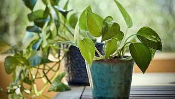 La NASA revela la planta de interior popular en España que elimina hasta el 73% de los carcinógenos del aire