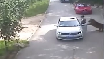 Un tigre mata a una mujer en un safari cuando se bajó del coche a hablar con su marido