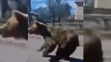 Graban el ataque de un oso a una persona en plena calle