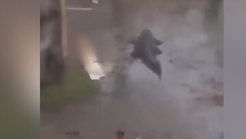 Parece una película de terror: un cocodrilo gigante por las calles en Florida