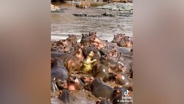Una manada de hipopótamos ataca brutalmente a un cocodrilo