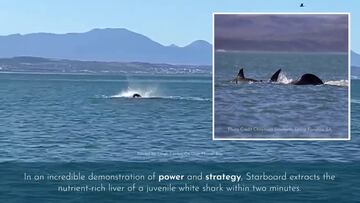 Espectacular: graban por primera vez a una orca devorando un tiburón blanco gigante