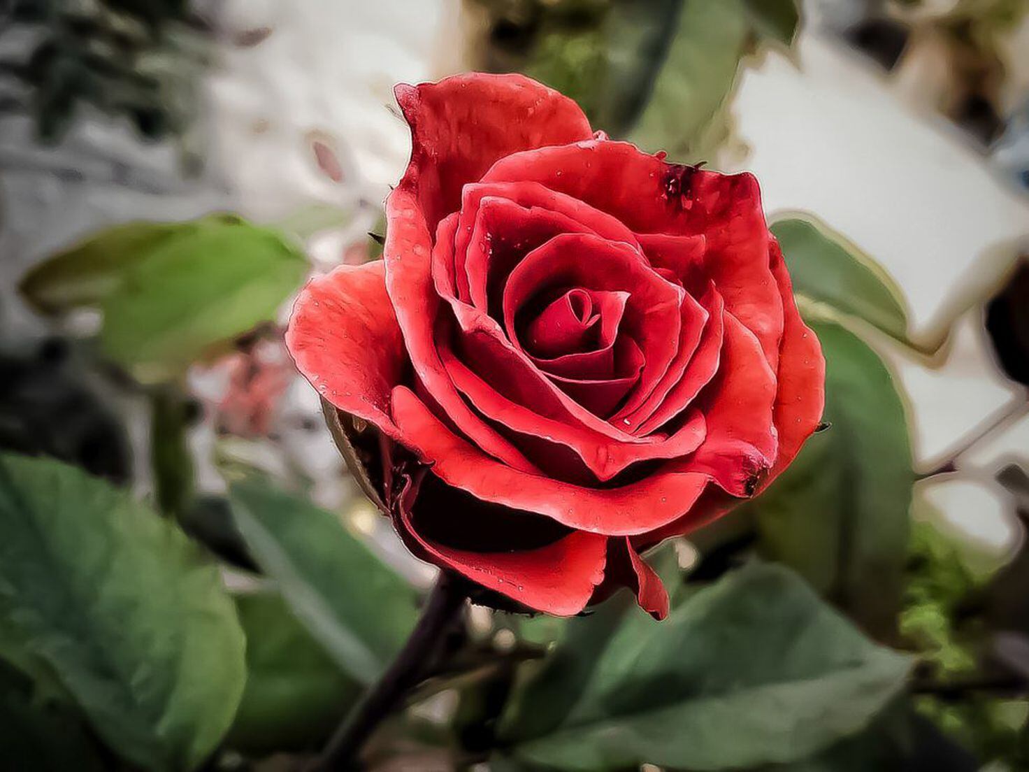 Why Do We Give Red Roses on Valentine's Day?