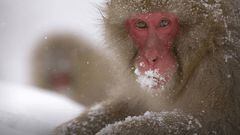 La policía japonesa busca a un mono que agredió a 14 personas