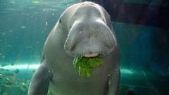 El avistamiento de animales en cuarentena: El extraño dugongo