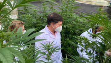 Gobierno colombiano autoriza exportaci&oacute;n de cannabis medicinal