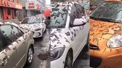Viral: Lluvia de gusanos en China, ¿qué es y cuál es la razón del fenómeno?