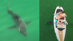 Un tibur&oacute;n blanco con dos surfistas en el sur de California en abril del 2023. 