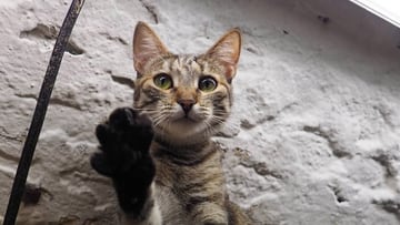 La curiosa labor de los ‘gatos vigilantes’ de San Petersburgo que sorprende al mundo