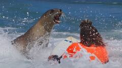 Un león marino intimida a un surfista en St. Clair Beach, en Nueva Zelanda, durante un campeonato de surf celebrado en enero del 2024.