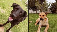 “Sacrificó a sus perros para una clase”: la dura decisión de universidad chilena con vicerrector