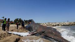 A 30-tonne, 14-metre-long whale that washed up dead on the beach is moved, in the Valencian town of Tavernes de la Valldigna, Spain, May 27, 2022. REUTERS/Eva Manez