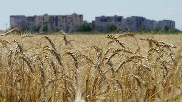 A photo taken on July 15, 2022 shows a wheat field near Mariupol in Donetsk region, amid the ongoing Russian military action in Ukraine. (Photo by STRINGER / AFP) (Photo by STRINGER/AFP via Getty Images)