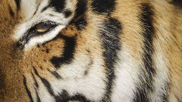 Tiger at Bronx Zoo tests positive for coronavirus