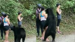 Captan video de un tenso momento de unos turistas con un oso negro y se hace viral