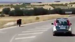 La Guardia Civil persigue a un toro en Cuenca. Im&aacute;gen: YouTube