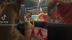 El vídeo del perrito disfrutando la lucha libre en primera fila se vuelve viral