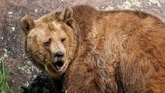 Un oso grizzli abriendo la boca y mirando hacia atr&aacute;s con una roca detr&aacute;s. 
