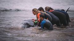 Surfistas ayudan ballena playa Zarautz