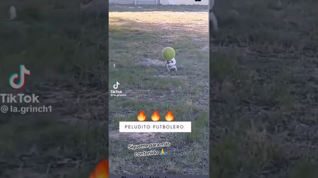 El perrito futbolero que ya es viral en redes por su forma de dominar el balón