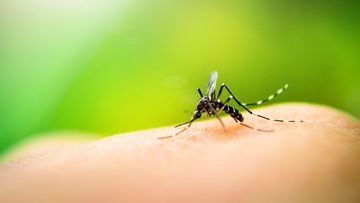Why do mosquitoes bite some people and not others?