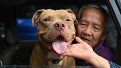 A man with a dog inside a car outside a rescue shelter in Jakarta. 