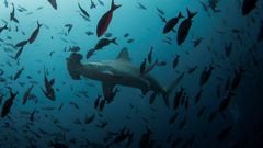 Sharks play a vital role in the marine ecosystem. Despite media hype, chances of getting attacked by them are very low. Here’s what to do if you see one.