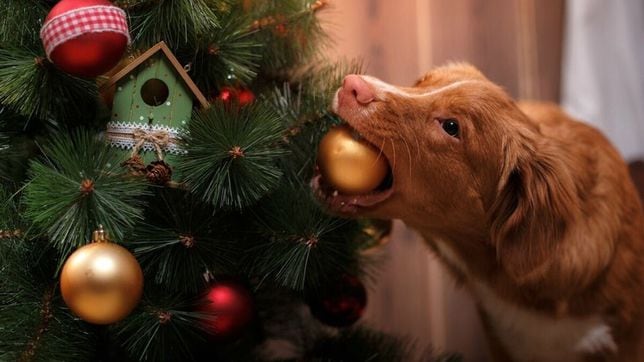 Navidad 2022: Tips para que perros y gatos no tiren el árbol navideño