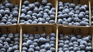 The blueberry might be a small berry, but it has big benefits for our health: it prevents dementia, cardiovascular diseases and urinary tract infections.