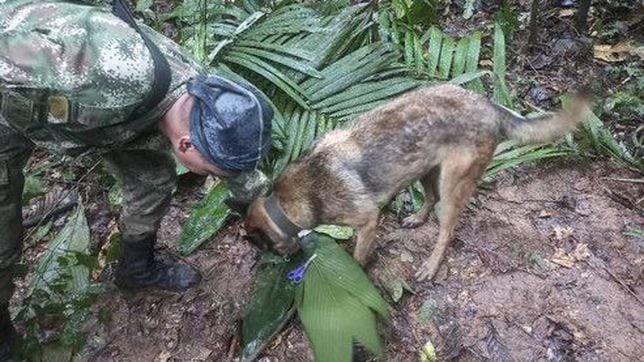 El Ejército seguirá buscando a Wilson: qué se sabe del perro que ayudó en la búsqueda de los niños