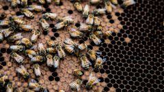Enjambre de abejas atacan a un voluntario con la policía de Los Angeles