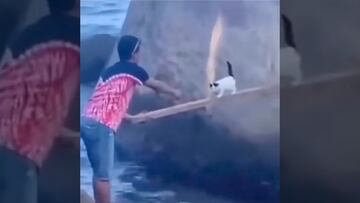 Viral: Gato cachorro es rescatado de ser llevado por el mar, lo regresan y su mamá le pega