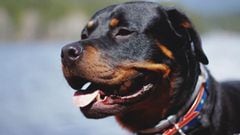 El Rottweiler es la raza m&aacute;s buscada en el mundo.