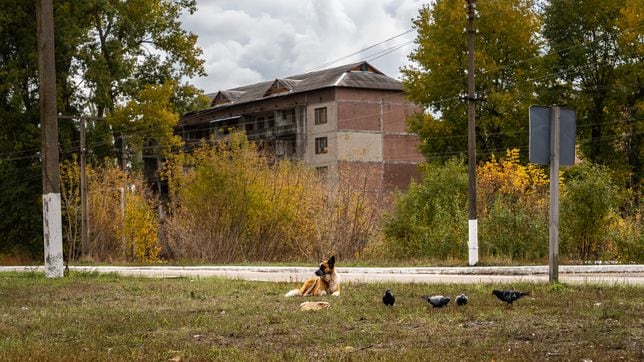 Revelan diferencias genéticas en los perros de Chernóbil