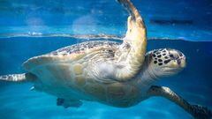 30 tortugas marinas verdes en peligro de extinción encontradas con heridas ‘sangrantes’ en el cuello