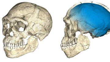 Encuentran en un yacimiento en Marruecos los restos m&aacute;s antiguos de homo sapiens.